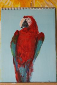 Macaw